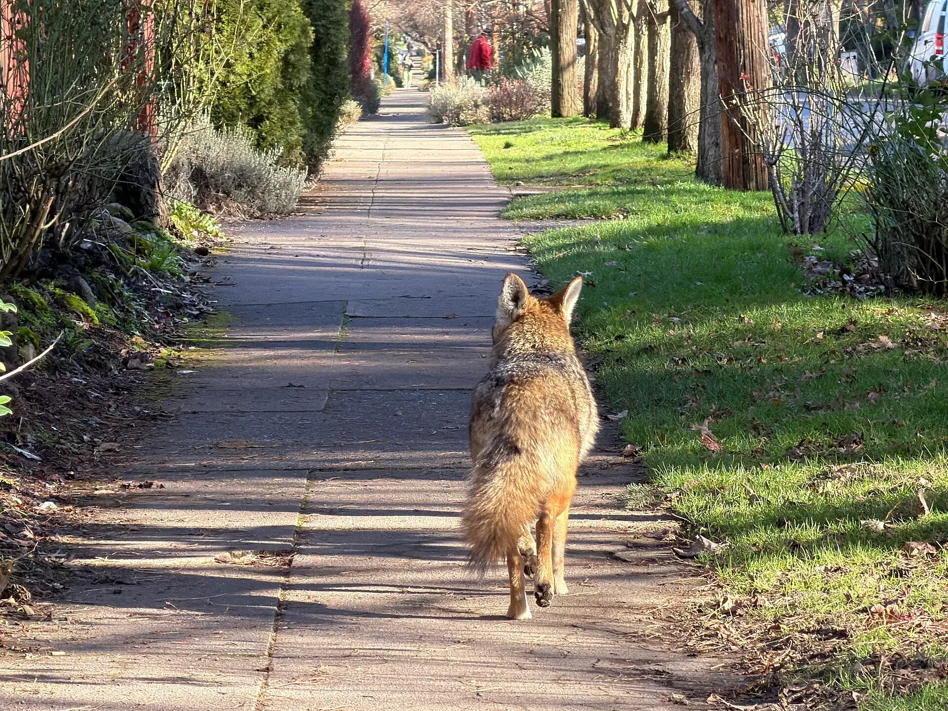 A coyote walking away down a tree-lined residential sidewalk in Portland, Oregon, with a grass planting strip between the path and the street