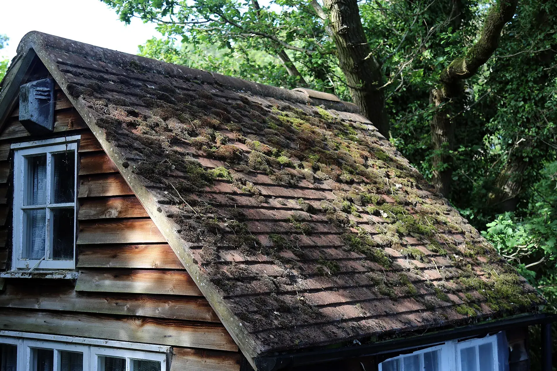A roof thick with moss growing over the shingles
